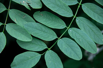 close up of leaves