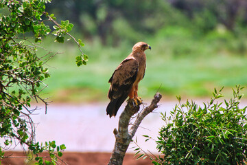 Tawny eagle caught in the golden evening sun looking out for prey at Tsavo East National Park, Kenya, Africa