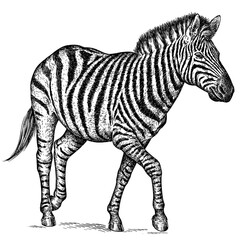 Vintage engraving isolated zebra horse set illustration ink sketch. Wild equine background nag mustang animal silhouette art. Black and white hand drawn image	