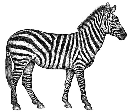 Vintage engraving isolated zebra horse set illustration ink sketch. Wild equine background nag mustang animal silhouette art. Black and white hand drawn image	