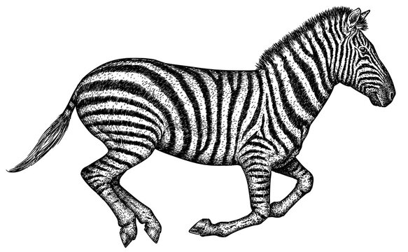 Vintage engraving isolated zebra horse set illustration ink sketch. Wild equine background nag mustang animal silhouette art. Black and white hand drawn image	