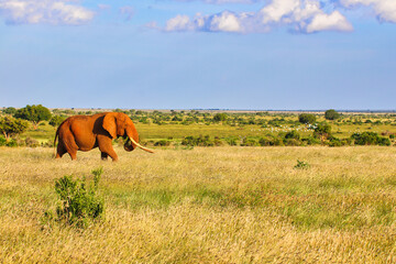 A Red dust coated Tsavo Elephant crosses the vast savanna plains of the magnificient Tsavo East...