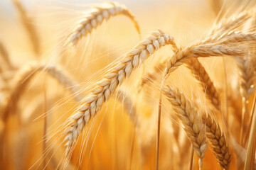 Ripe wheat close-up