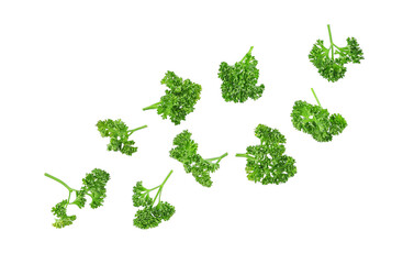 Fresh parsley leaves falling in the air isolated on transparent background. PNG