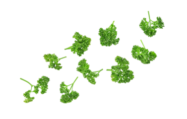 Fresh parsley leaves falling in the air isolated on transparent background. PNG