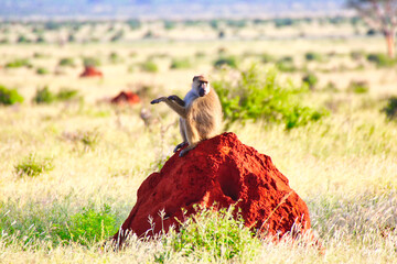 Olive Baboon watches out for danger from the top of a bright red Termite mound at Tsavo East...