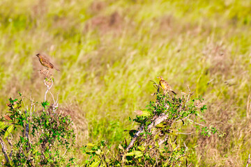A Pair of Yellow Throated Longclaw birds on a bush at Tsavo East National Park, Kenya, Africa