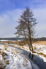 Samotne drzewo rośnie nad rzeką w zimie
