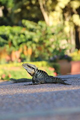 The Australian water dragon in a city park