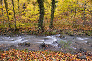 Obraz na płótnie Canvas Autumn forest landscape with a small mountain river