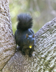 Black-morph Eastern Gray Squirrel with Oak Acorn. Cuesta Park, Santa Clara County, California, USA.