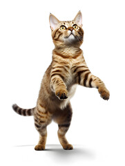 Young cat clawing at the air while looking for some food or playing toys.Generative AI