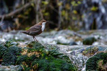Wasseramsel (Cinclus cinclus)