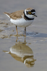 Flußregenpfeifer (Charadrius dubius)