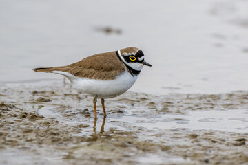 Flußregenpfeifer (Charadrius dubius)