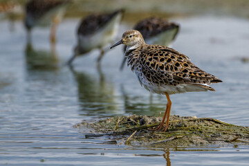 Kampfläufer (Philomachus pugnax)