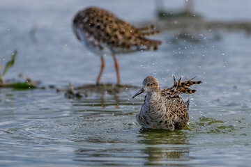 Kampfläufer (Philomachus pugnax)