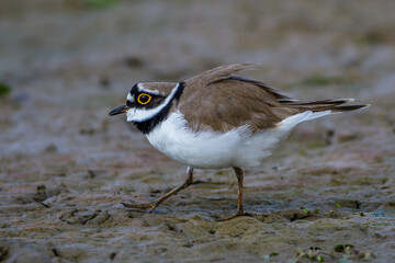 Flußregenpfeifer (Charadrius dubius)