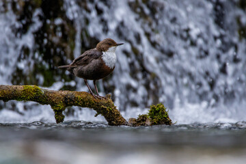 Wasseramsel (Cinclus cinclus)