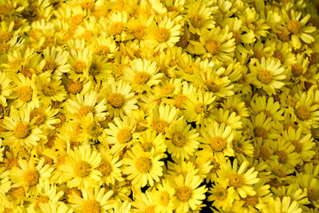 一面に敷き詰められた黄色い菊の花