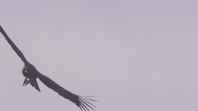Closeup of a Young Andean Condor in Flight near silhouette  above with its legs dangling down , brown plumage