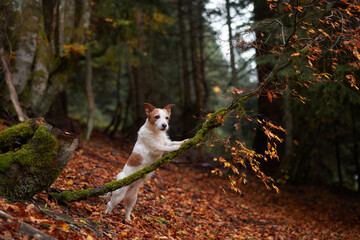 Naklejka na ściany i meble Jack Russell Terrier in Forest, Dog stands alert amidst mossy rocks and autumn leaves. Adventure setting with natural woodland background