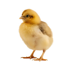 Obraz premium Chick on transparent background