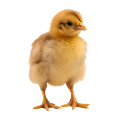 Fototapeta premium Chick on transparent background