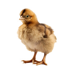 Fototapeta premium Chick on transparent background