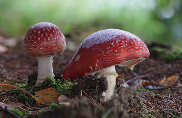 Wild forest mushrooms covered with snow