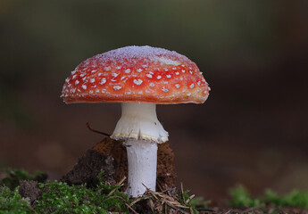 Wild forest mushrooms covered with snow