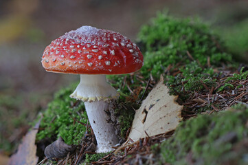 Wild forest mushrooms covered with snow