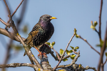Star (Sturnus vulgaris) Männchen