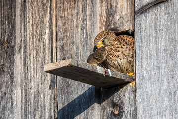 Turmfalke (Falco tinnunculus) Weibchen mit Beute