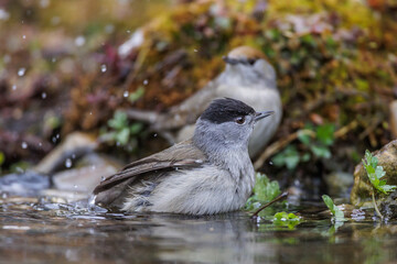 Mönchsgrasmücke (Sylvia atricapilla) Männchen und Weibchen