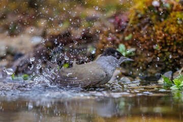 Mönchsgrasmücke (Sylvia atricapilla) Männchen