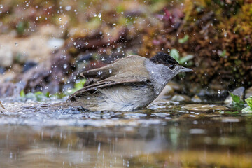 Mönchsgrasmücke (Sylvia atricapilla) Männchen