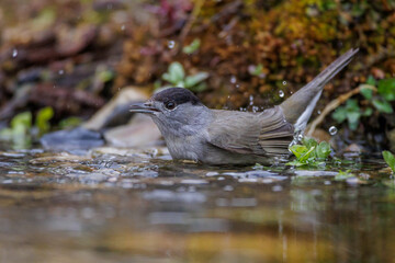 Mönchsgrasmücke (Sylvia atricapilla) Männchen