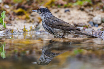 Mönchsgrasmücke (Sylvia atricapilla) Männchen