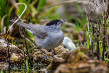 Mönchsgrasmücke (Sylvia atricapilla) Männchen