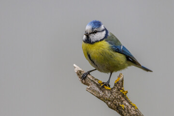 Blaumeise (Parus caeruleus)
