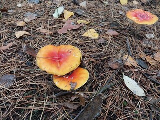 Autumn fly agaric mushrooms grew in the forest