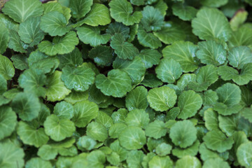 A perennial plant with green leaves found in the park. Saxifraga stolonifera