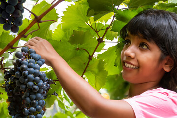 girl with grapes. a little girl walks in her large garden and picks bunches of grapes from the bushes