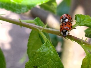 ladybird on a leaf