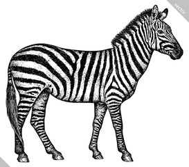 Vintage engraving isolated zebra horse set illustration ink sketch. Wild equine background nag mustang animal silhouette art. Black and white hand drawn vector image