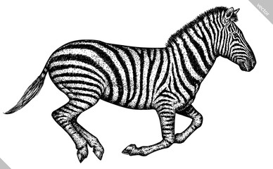 Vintage engraving isolated zebra horse set illustration ink sketch. Wild equine background nag mustang animal silhouette art. Black and white hand drawn vector image