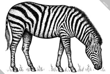 Fototapeta na wymiar Vintage engraving isolated zebra horse set illustration ink sketch. Wild equine background nag mustang animal silhouette art. Black and white hand drawn vector image