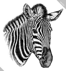 Fototapeta na wymiar Vintage engraving isolated zebra horse set illustration ink sketch. Wild equine background nag mustang animal silhouette art. Black and white hand drawn vector image