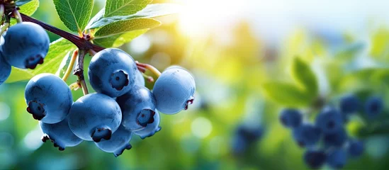 Foto op Aluminium In the garden a bush yields a plump newly ripened blueberry while a cluster dangles gracefully The idea of cultivation farming picking berry agricultural trading and photo showcasing excepti © 2rogan